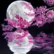 Moon Blossoms Paint and Sip