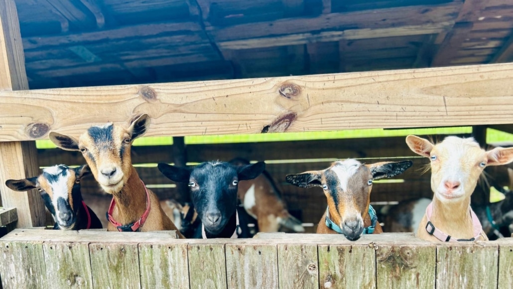 Whispering Oaks Farm