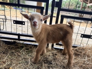 whispering oaks farm