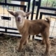 whispering oaks farm