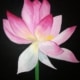 Night Lotus