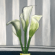 Northside Pretty Paint - Calla Lillies