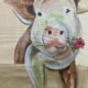 Pig in Love