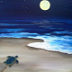 Turtle Returning Home