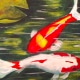 Koi Shelli (1)ad