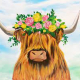 highland cow