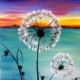 Dandelions by Sunset