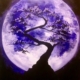 Bonsai in the Moonlight