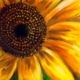 Sunflower Day