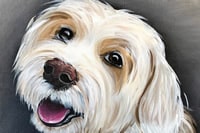 Paint your pet classes