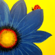 Paint and Sip Blue Petals