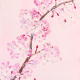 Cherry Blossom Branch