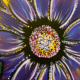 Purple Daisy