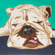 Dunedin Paint for A Cause - Pet Fundraiser